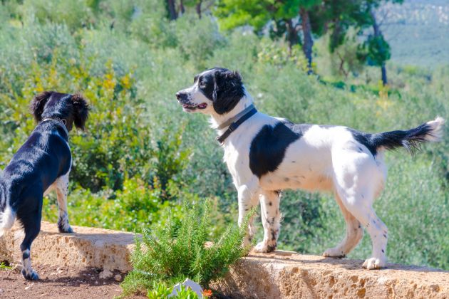 cani domestici La Posta del Guardiano Country House a Vieste nel Gargano