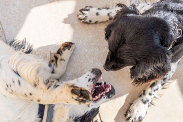 cani domestici che giocano La Posta del Guardiano Country House a Vieste nel Gargano